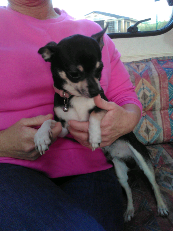 gumtree teacup chihuahua